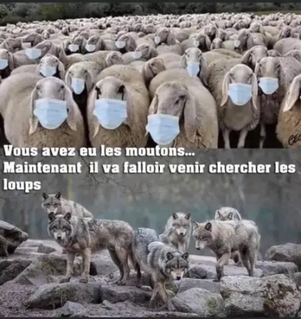 moutons_loups