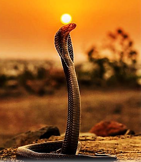Cobra_soleil